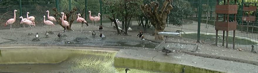 Le zoo de Strasbourg en danger