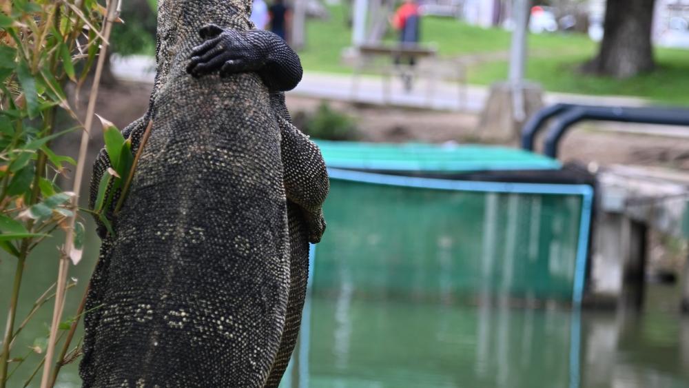Des varans dans le parc Lumpini. © Mahault de Fontainieu