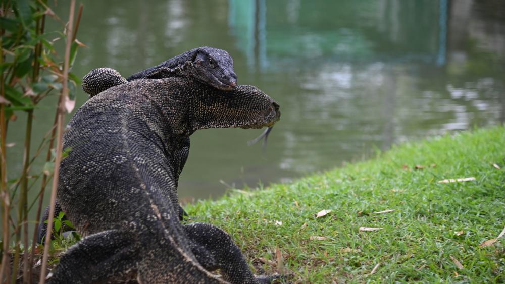 Des varans dans le parc Lumpini. © Mahault de Fontainieu