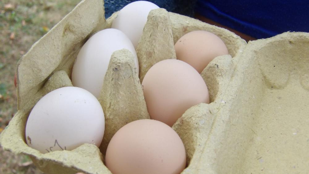 Les oeufs sont vendus au personnel.