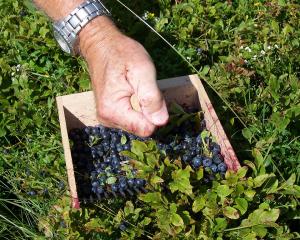 Agriculture bio : le rapport de l'Inra contesté