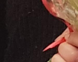 La vie en rose des fleuristes à la Saint-Valentin
