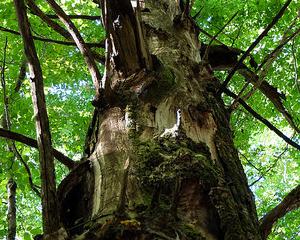 Les arbres remarquables de Strasbourg répertoriés sur une carte