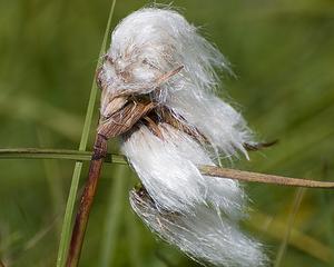 Le coton le vaut bien