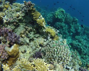 VIDÉO. Dans la mer Rouge, les coraux font de la résistance