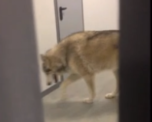 Un loup rôderait dans le village olympique