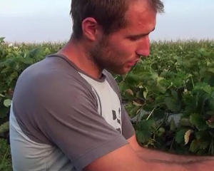 Une mouche bouleverse les agriculteurs