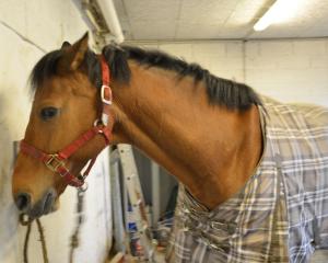 Avenir incertain pour les chevaux du centre équestre
