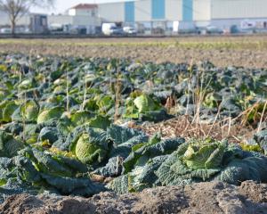 Le froid : « c'est plus difficile pour nous que pour les plantes »