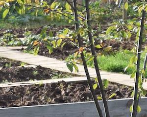 Un jardin qui peine à prendre racine