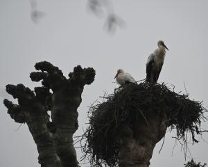 Changement climatique, décharges... Pourquoi les cigognes de Strasbourg migrent moins ?