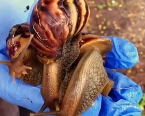 Des escargots géants sur les pelouses de Miami