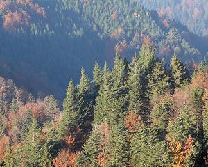 Le parc national de la Forêt-Noire attend les Français