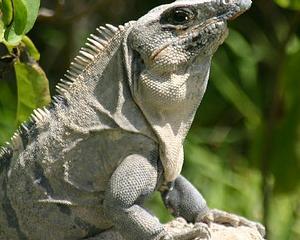 Quatre ans de prison pour vol d'iguanes aux Galápagos