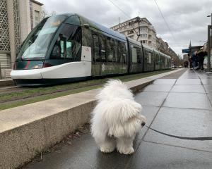 Chiens autorisés dans le tram : l'obligation de la muselière divise