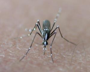 Invasion de moustiques-tigres : la solution potentielle des OGM