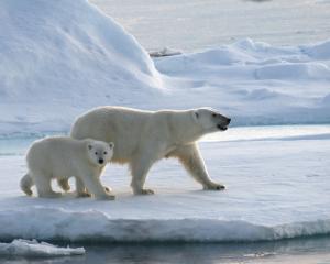 Strasbourg à la rescousse des espèces menacées