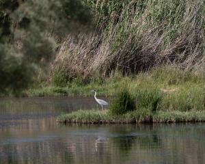Biodiversité : en Jordanie, l'oasis d'Azraq sous perfusion