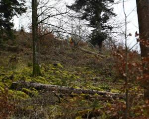Forêts des Vosges : les écosystèmes des épicéas, hêtres et sapins en danger