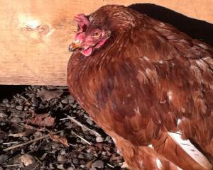 Jugé pour abandon de poules