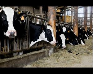 Paquet lait : un pas de plus vers la fin des quotas