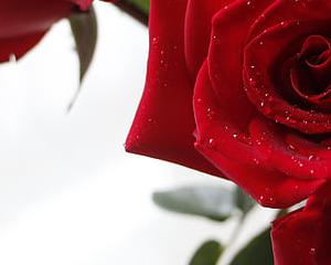 La rose, star empoisonnée de la Saint Valentin