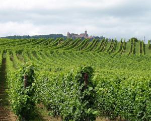 Un nouveau président pour les vignerons indépendants