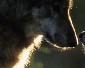 Retour du loup en Alsace : « Ce prédateur est un médecin de la forêt »